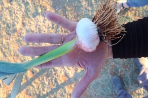 Egyptian pink garlic from South Africa