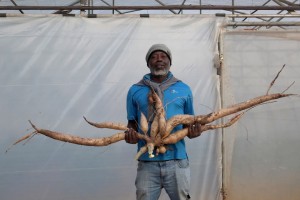 Cassava from South Africa