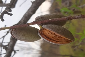 Almonds from South Africa