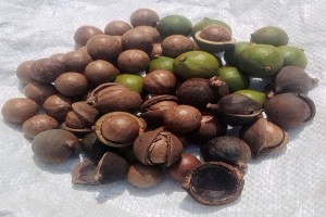 Macadamia in guscio all'ingrosso from Sudafrica