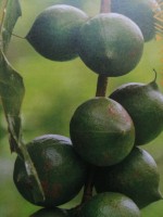 KACANG MACADAMIA DARI AFRIKA SELATAN from Afrika Selatan