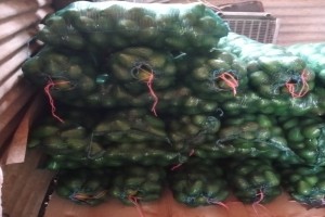 Avocado Feurte from Sudafrica
