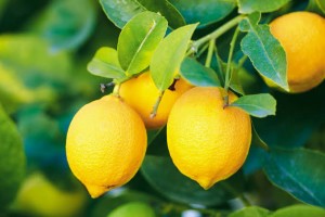 Lemons from South Africa
