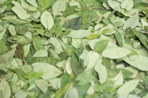 coca leaf from south Africa from South Africa