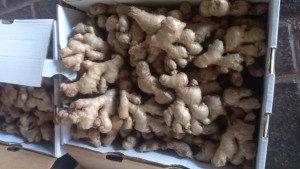 Ginger from South Africa