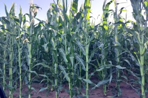 Maize from South Africa
