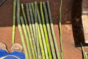 Bamboo from South Africa
