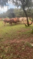 Breeding Cattle Brahman from Zambia