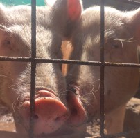 Pigs from Zambia