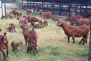 Kambing from Zambia
