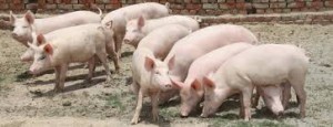pig from Zambia