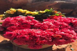 Roses from Zambia