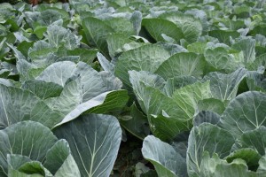 Cabbage (Kilimo F1, Riana, Coppenhagen Market) from Zambia