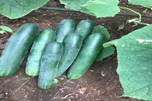 Cucumbers from Zambia