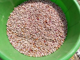 sugar Beans,common beans from Zambia