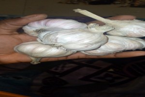 Local garlic from Zambia