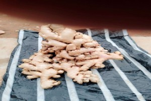FRESH GINGER from Zambia