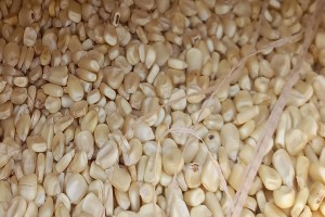 Maize from Zambia