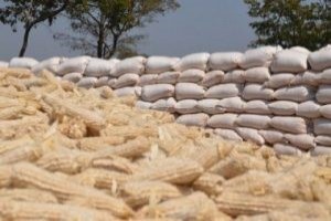 Maize Grain from Zambia
