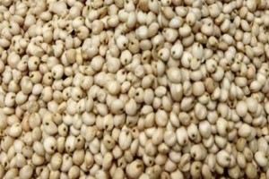 White Sorghum from Zambia