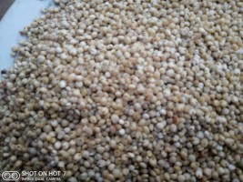 White sorghum from zambia from Zambia