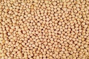 non gmo soya beans from Zambia
