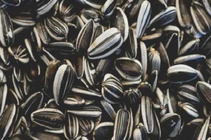 Sunflower seeds from Zambia
