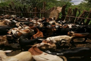 Goats hard mashona from Zimbabwe