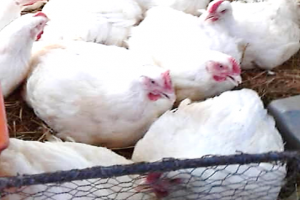 Broilers from Zimbabwe