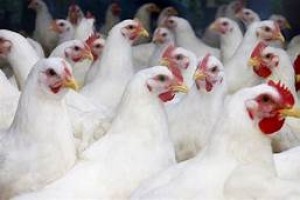 chicken broilers from Zimbabwe