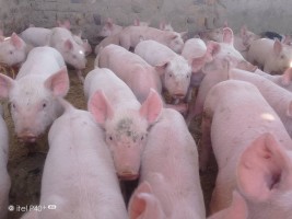 Pork Meat from Zimbabwe