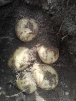 Valor Potatoes from Zimbabwe
