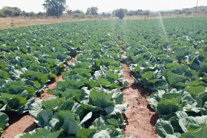 white Cabbage from Zimbabwe