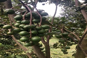 Macademia from Zimbabwe