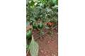 Yellow Red and Green bell pepper thumbnail 2