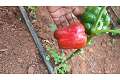 Yellow Red and Green bell pepper thumbnail 1