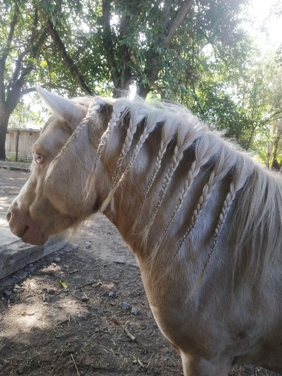 Burro e pônei from Rússia