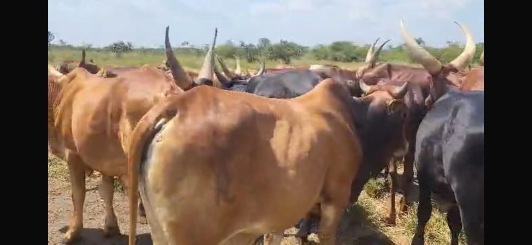 Live cattle for sale from Uganda