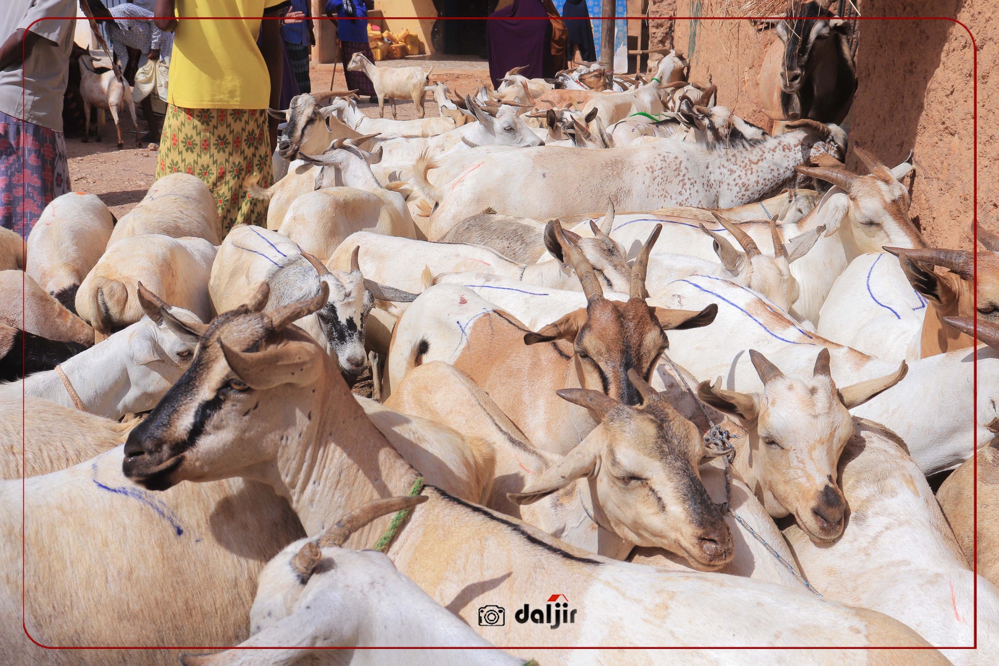 XOOLO from Somalia