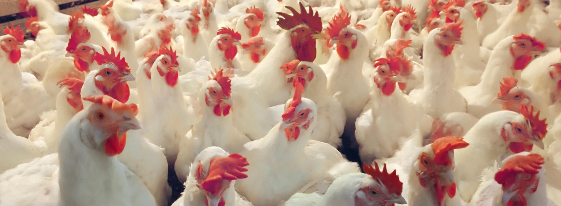 Probiotic Cattle Feeds & Broiler Chicken from Malaysia