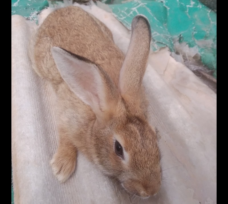Viande de lapin from Nigéria