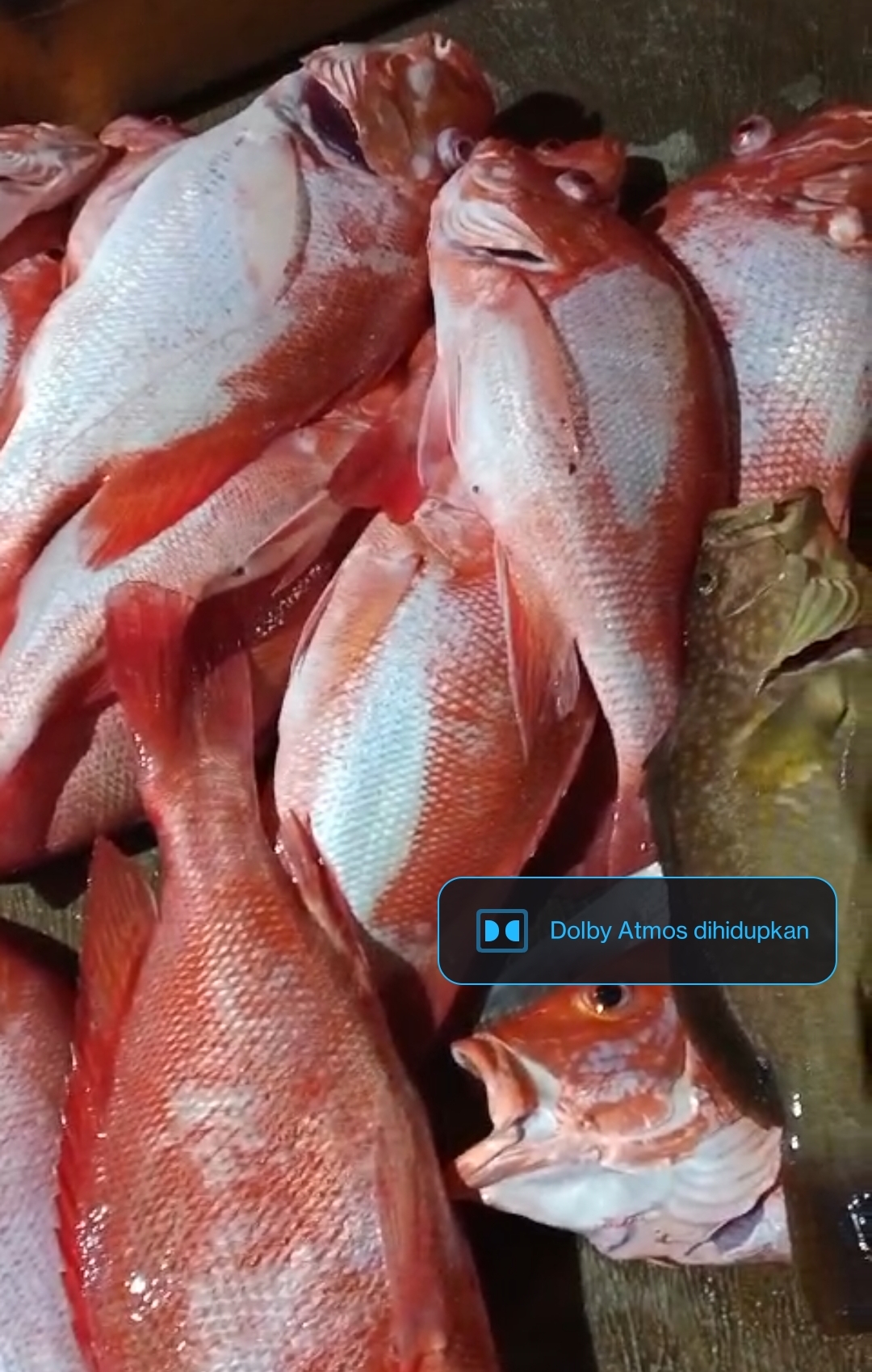 PARGO ROJO from Indonesia