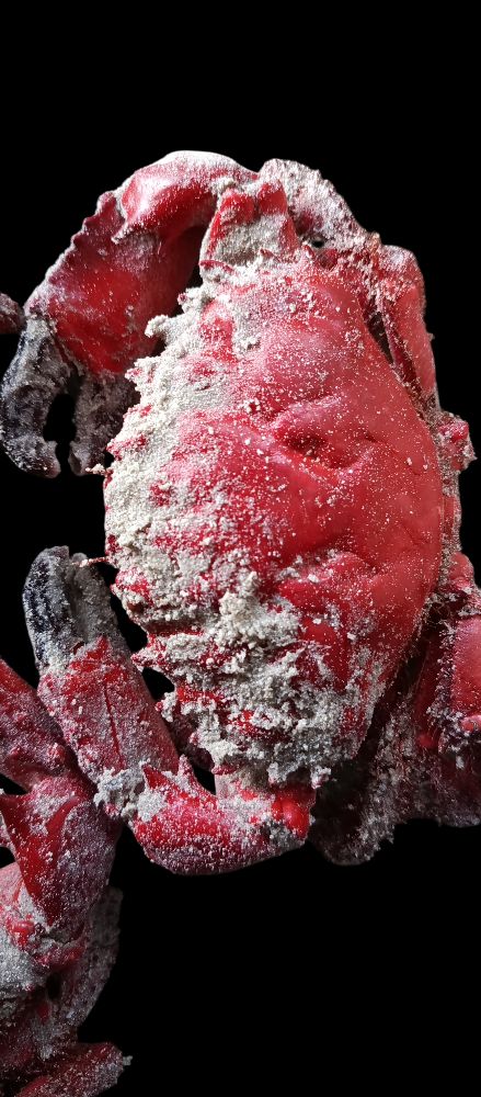 Lobster Live & Fresh from Indonesia