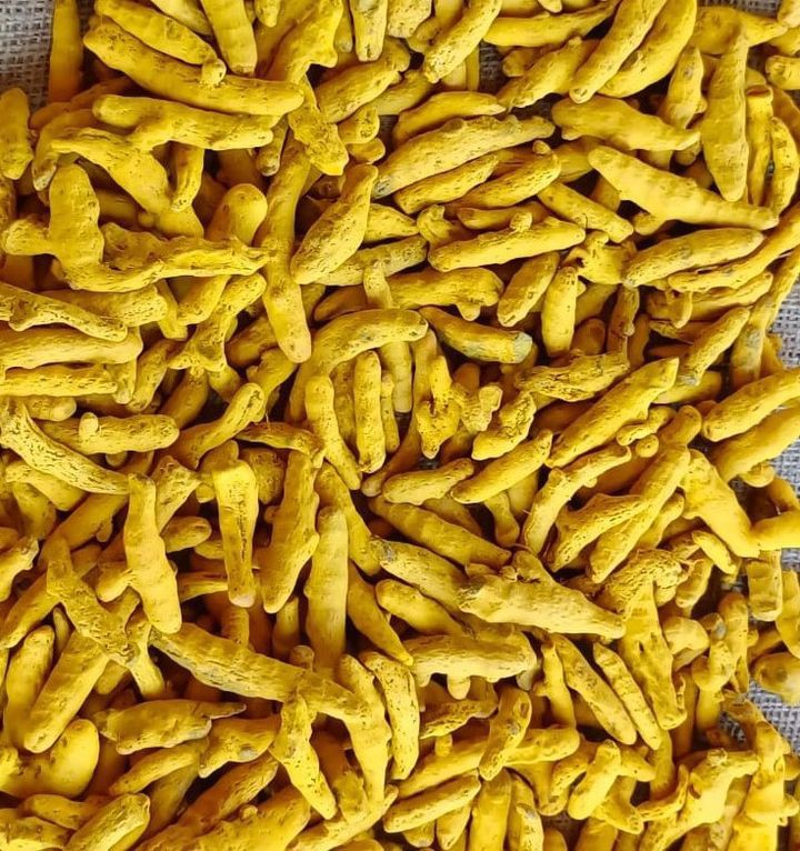 Dried Turmeric Finger from India