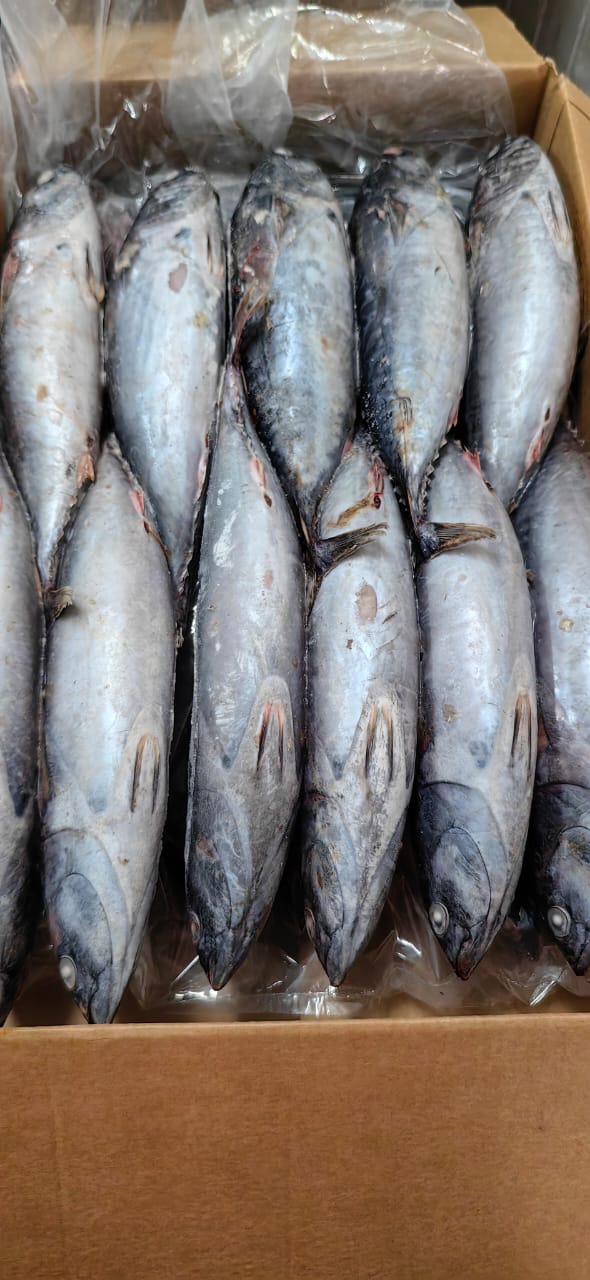 Freshly Frozen Fish & Seafood from Morocco