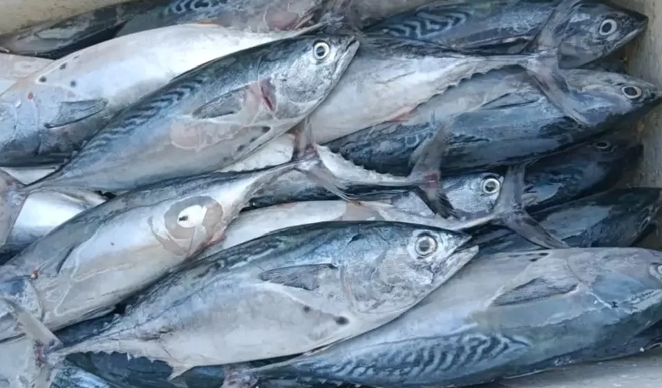 Mackerel Tuna (Grade A) from Indonesia
