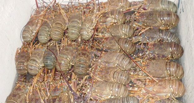 Homard vivant from Pakistan