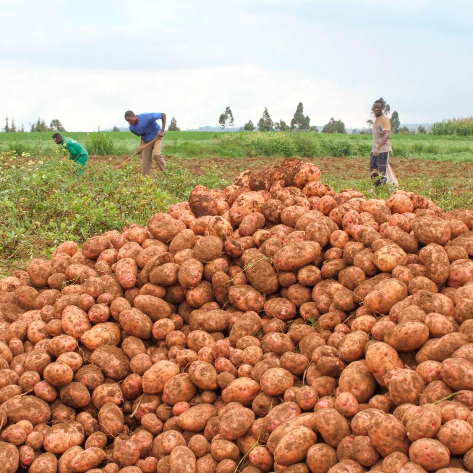 Shangi potato variety from Kenya