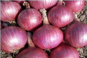 oignon rouge 0.60 $ KG from Algeria