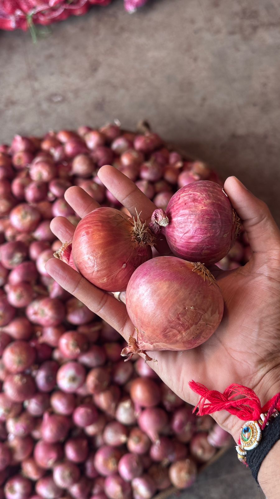 Cipolle grado A from India